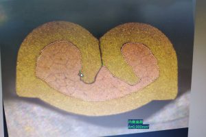 مراقبة الجودة والاختبار